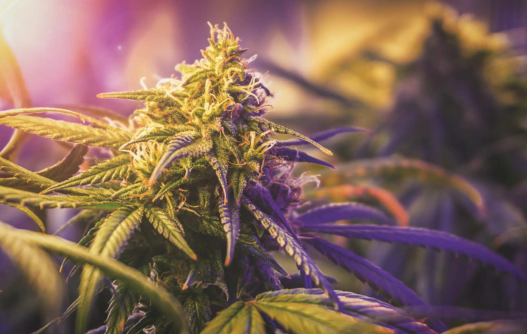 cannabis