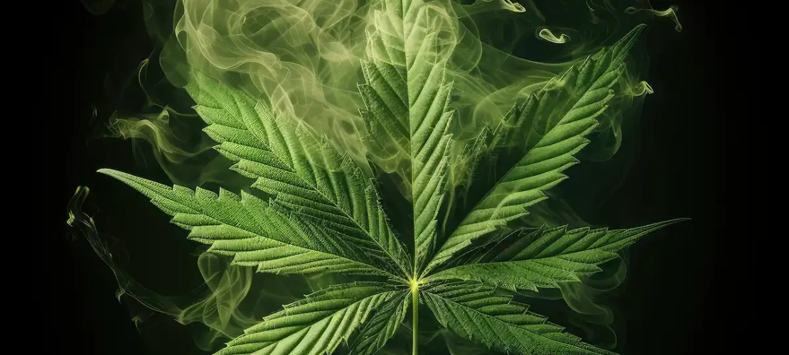 Your Go-To Weed Dispensary Near Brigantine, NN